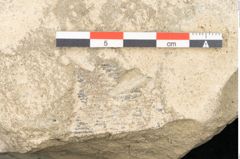 Foto (Detailansicht) von Asplenium hochstetteri Unger (NHMW-GEO-2024-0188-10340c)